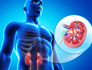 Urologist Doctors